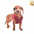 Puppia Step In Hundegeschirr Terry