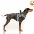 Milk & Pepper Step In Travis Hundegeschirr Grau