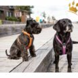 Dog Copenhagen Hundegeschirr V2 Walk Air Orange Sun