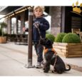 Dog Copenhagen Hundegeschirr V2 Comfort Walk (Pro) Orange Sun