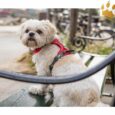Dog Copenhagen Hundegeschirr V2 Comfort Walk (Pro) Classic Red