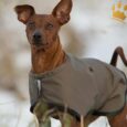 WarmUp Cape Wind & Rain Mini Oliv