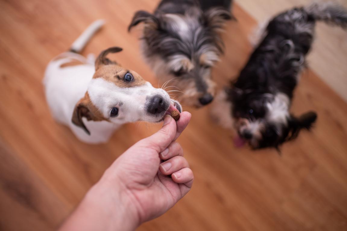 Hundeleckerlis selbst gemacht: Wie du deinen Vierbeiner mit Leckereien verwöhnst!