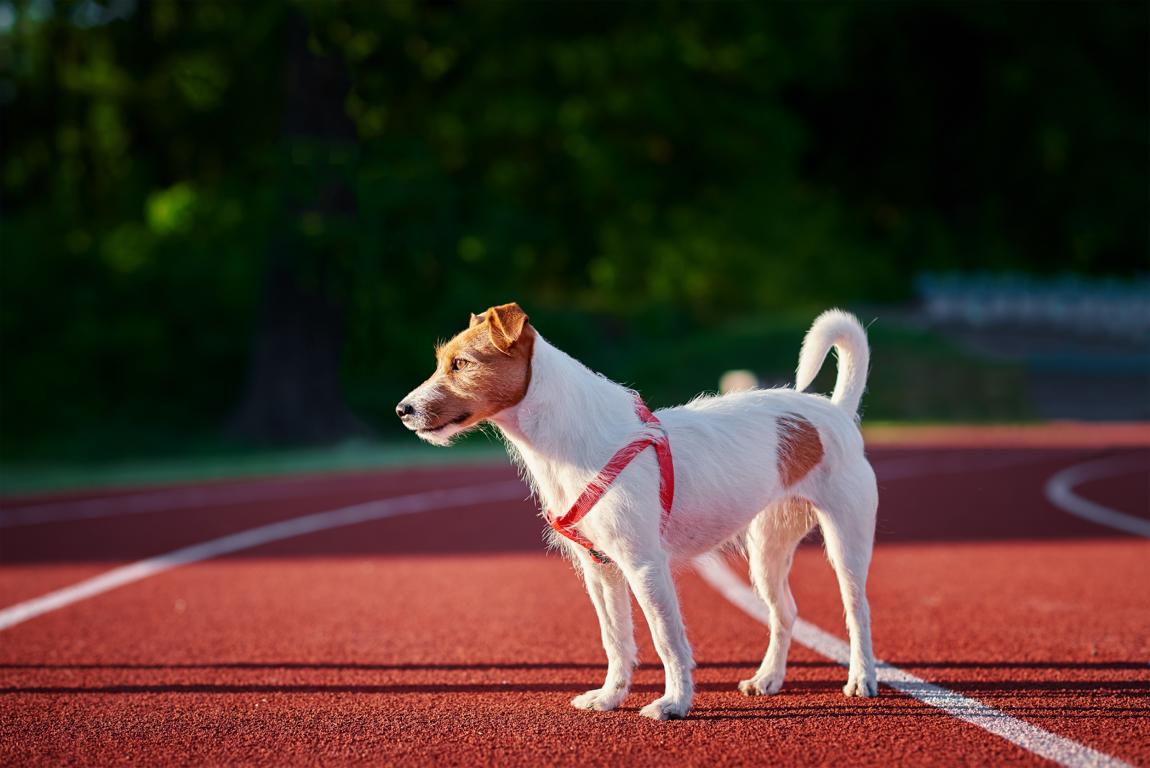 Trainingstechniken zur Stärkung der Bindung zwischen Mensch und Hund