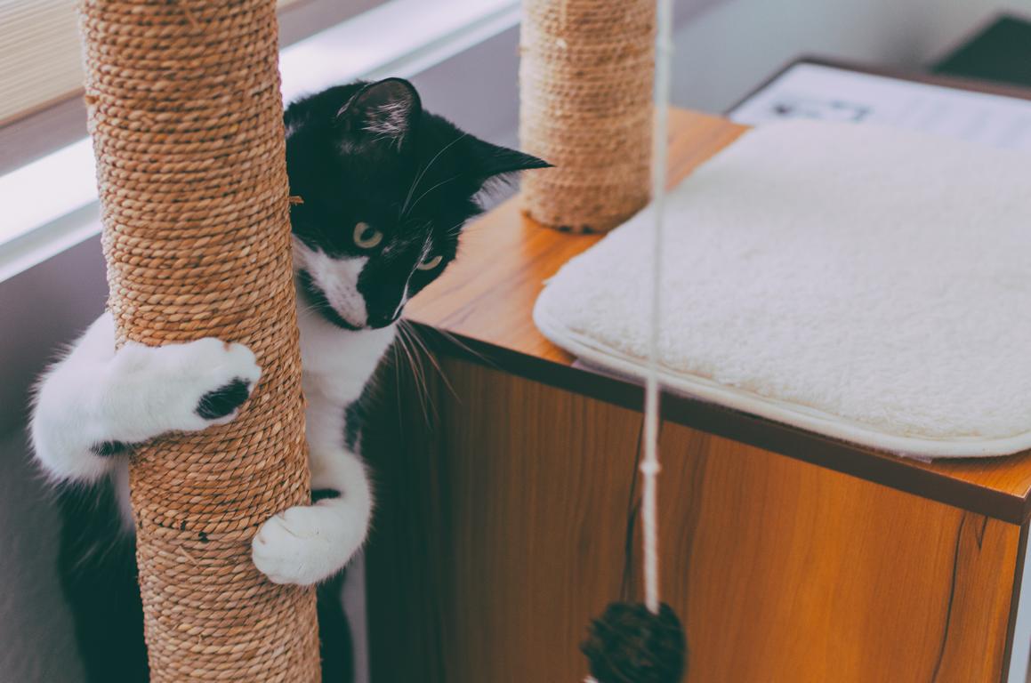 Wie Sie Ihre Katze dazu bringen, den Kratzbaum zu benutzen