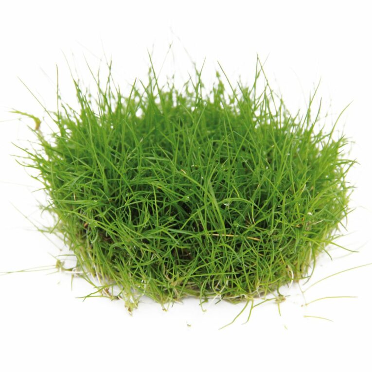 Günstig Dennerle Plants Eleocharis pusilla In-Vitro i mPreisvergleich in unserem Onlineshop auf Hundeliebe-shop.de kaufen.