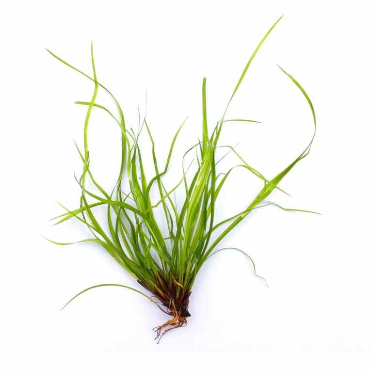 Günstig Dennerle Plants Juncus repens In-Vitro i mPreisvergleich in unserem Onlineshop auf Hundeliebe-shop.de kaufen.