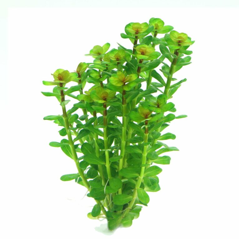 Günstig Dennerle Plants Rotala indica In-Vitro i mPreisvergleich in unserem Onlineshop auf Hundeliebe-shop.de kaufen.