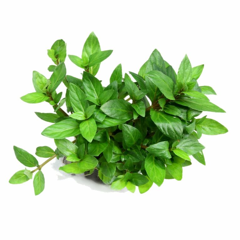Günstig Dennerle Plants Staurogyne repens In-Vitro i mPreisvergleich in unserem Onlineshop auf Hundeliebe-shop.de kaufen.