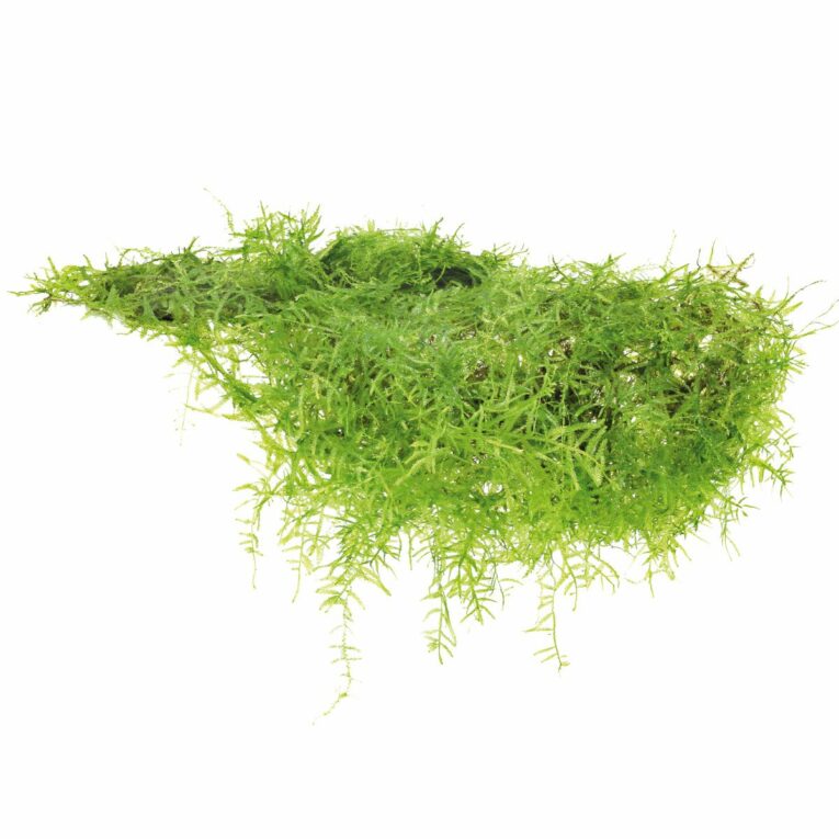 Günstig Dennerle Plants Taxiphyllum barbieri In-Vitro i mPreisvergleich in unserem Onlineshop auf Hundeliebe-shop.de kaufen.