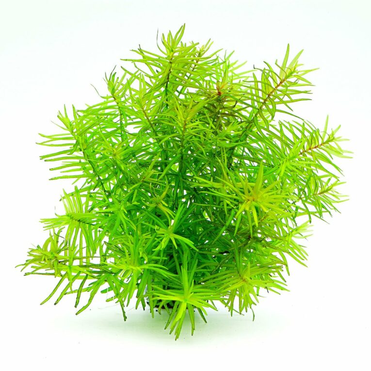 Günstig Dennerle Plants Didiplis diandra In-Vitro i mPreisvergleich in unserem Onlineshop auf Hundeliebe-shop.de kaufen.