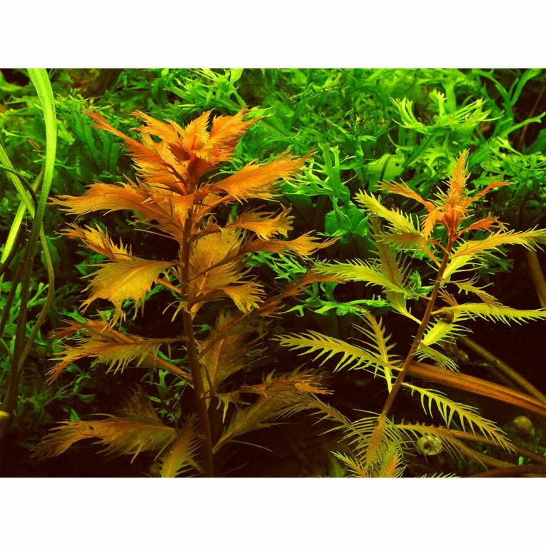 Günstig Dennerle Plants Proserpinaca palustris In-Vitro i mPreisvergleich in unserem Onlineshop auf Hundeliebe-shop.de kaufen.