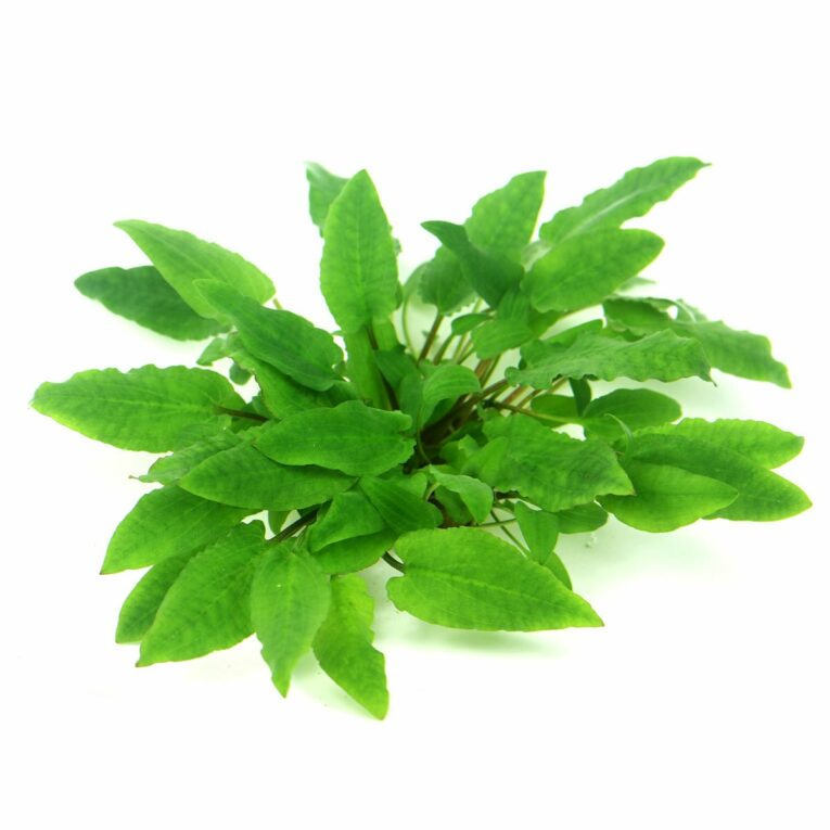 Günstig Dennerle Plants Cryptocoryne wendtii ´Broad Leaf´ In-Vitro i mPreisvergleich in unserem Onlineshop auf Hundeliebe-shop.de kaufen.