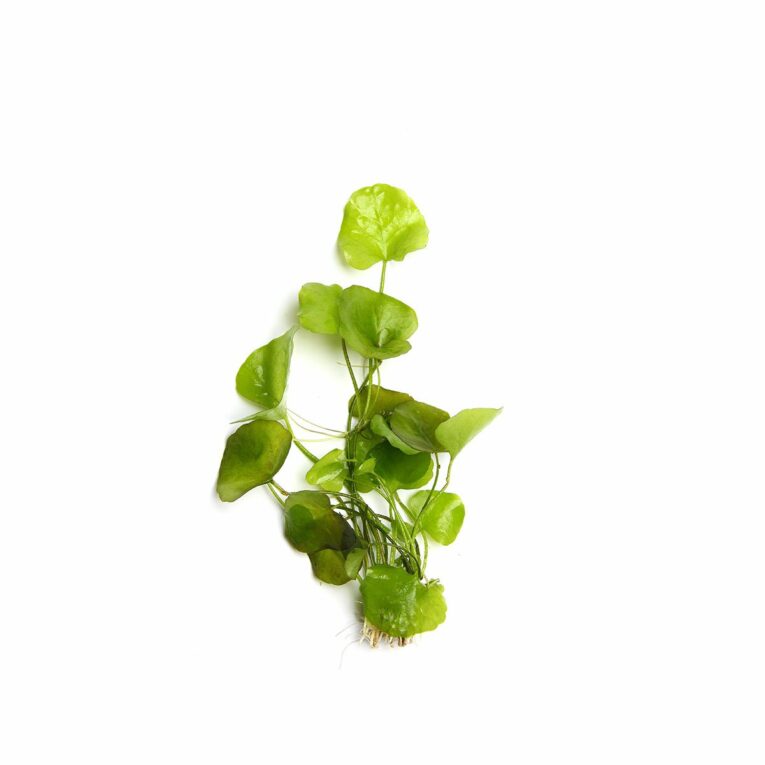 Günstig Dennerle Plants Nymphoides spec. ´Taiwan´ In-Vitro i mPreisvergleich in unserem Onlineshop auf Hundeliebe-shop.de kaufen.