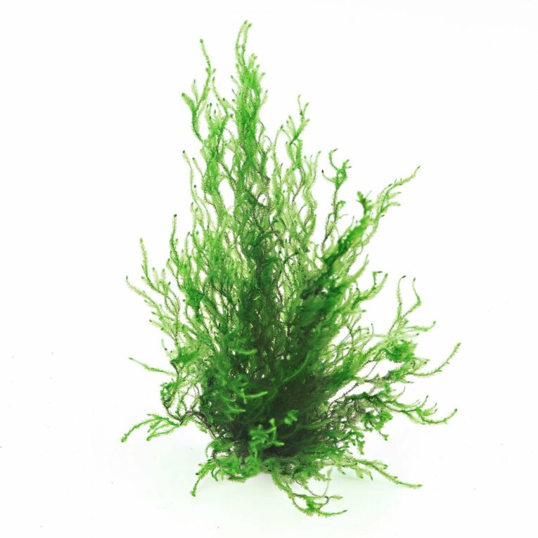 Günstig Dennerle Plants Taxiphyllum spec. Flammenmoos In-Vitro i mPreisvergleich in unserem Onlineshop auf Hundeliebe-shop.de kaufen.