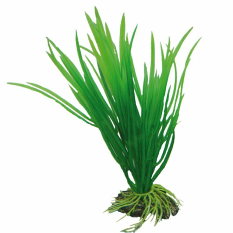 Günstig Hobby Aquariumdekoration Cyperus 16 cm i mPreisvergleich in unserem Onlineshop auf Hundeliebe-shop.de kaufen.