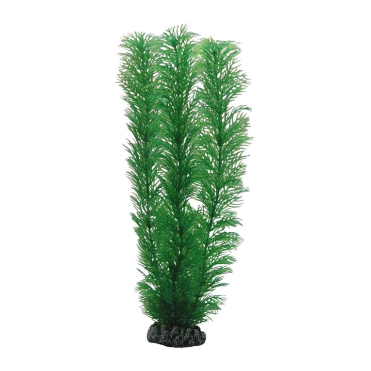 Günstig Hobby Aquariumdekoration Egeria 20 cm i mPreisvergleich in unserem Onlineshop auf Hundeliebe-shop.de kaufen.