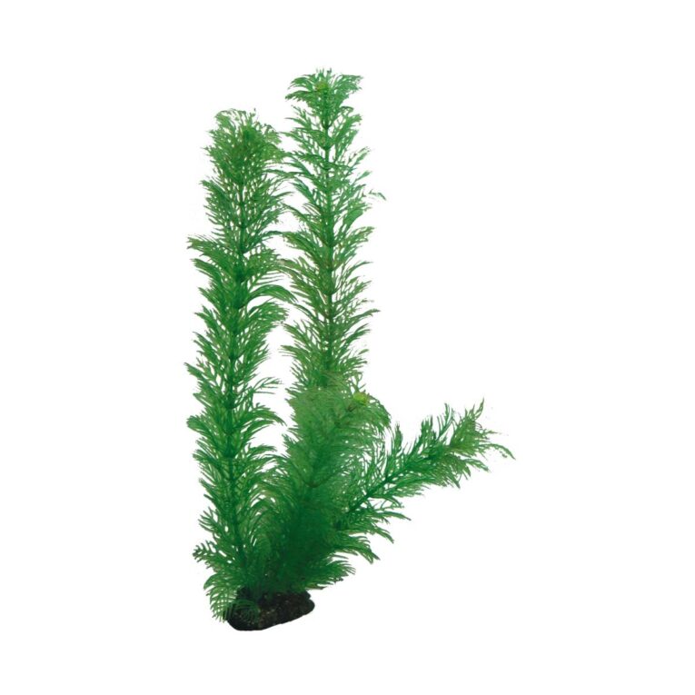 Günstig Hobby Aquariumdekoration Egeria 34 cm i mPreisvergleich in unserem Onlineshop auf Hundeliebe-shop.de kaufen.