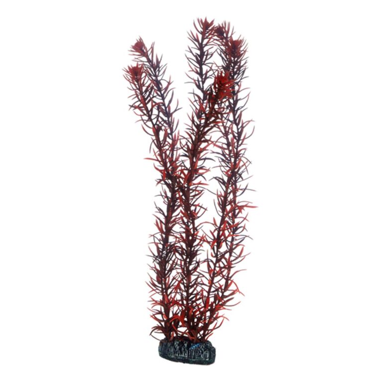 Günstig Hobby Aquariumdekoration Eusteralis 39 cm i mPreisvergleich in unserem Onlineshop auf Hundeliebe-shop.de kaufen.
