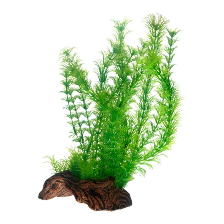 Günstig Hobby Aquariumdekoration Flora Root 3 L: 30 cm i mPreisvergleich in unserem Onlineshop auf Hundeliebe-shop.de kaufen.
