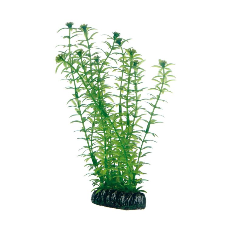 Günstig Hobby Aquariumdekoration Lagarosiphon 20 cm i mPreisvergleich in unserem Onlineshop auf Hundeliebe-shop.de kaufen.