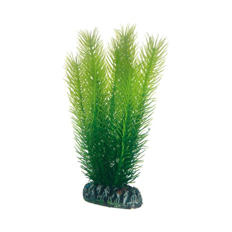 Günstig Hobby Aquariumdekoration Mayaca 16 cm i mPreisvergleich in unserem Onlineshop auf Hundeliebe-shop.de kaufen.