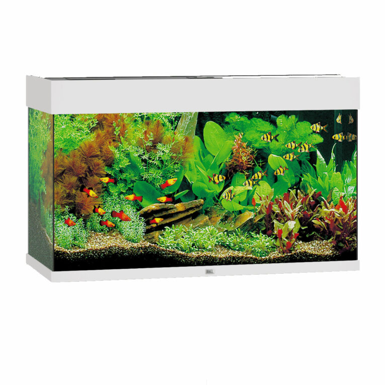 Günstig Juwel Rio 125 LED Komplett Aquarium ohne Schrank weiß i mPreisvergleich in unserem Onlineshop auf Hundeliebe-shop.de kaufen.