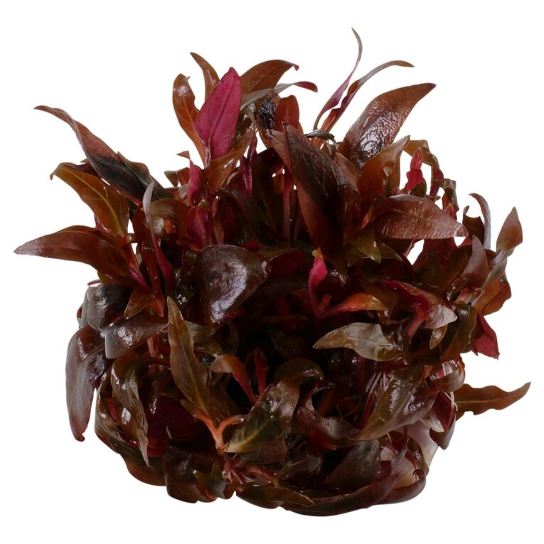 Günstig Tropica Aquariumpflanze Alternanthera reineckii ‚Mini‘ i mPreisvergleich in unserem Onlineshop auf Hundeliebe-shop.de kaufen.