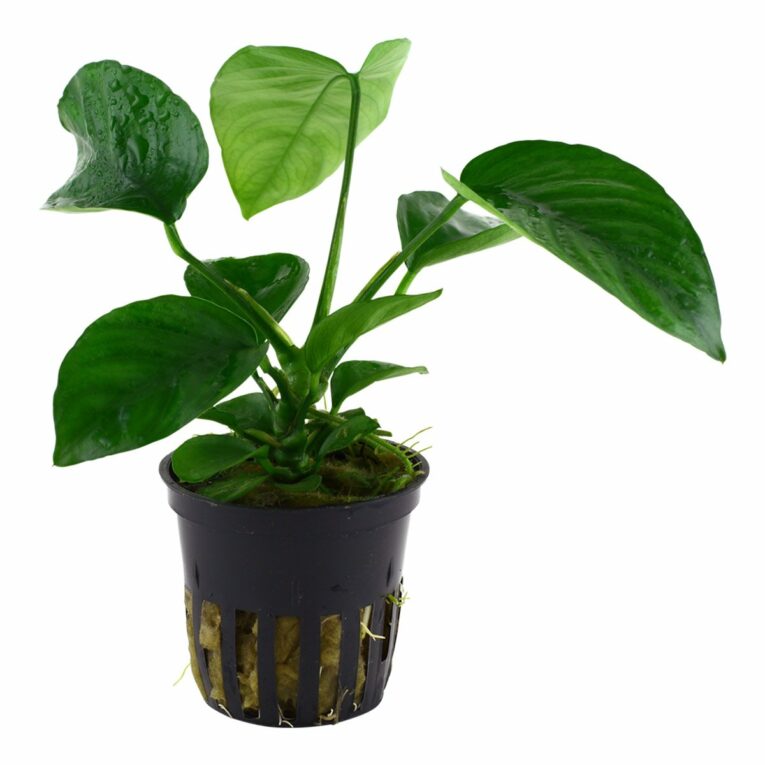 Günstig Tropica Aquariumpflanze Anubias barteri caladiifolia i mPreisvergleich in unserem Onlineshop auf Hundeliebe-shop.de kaufen.