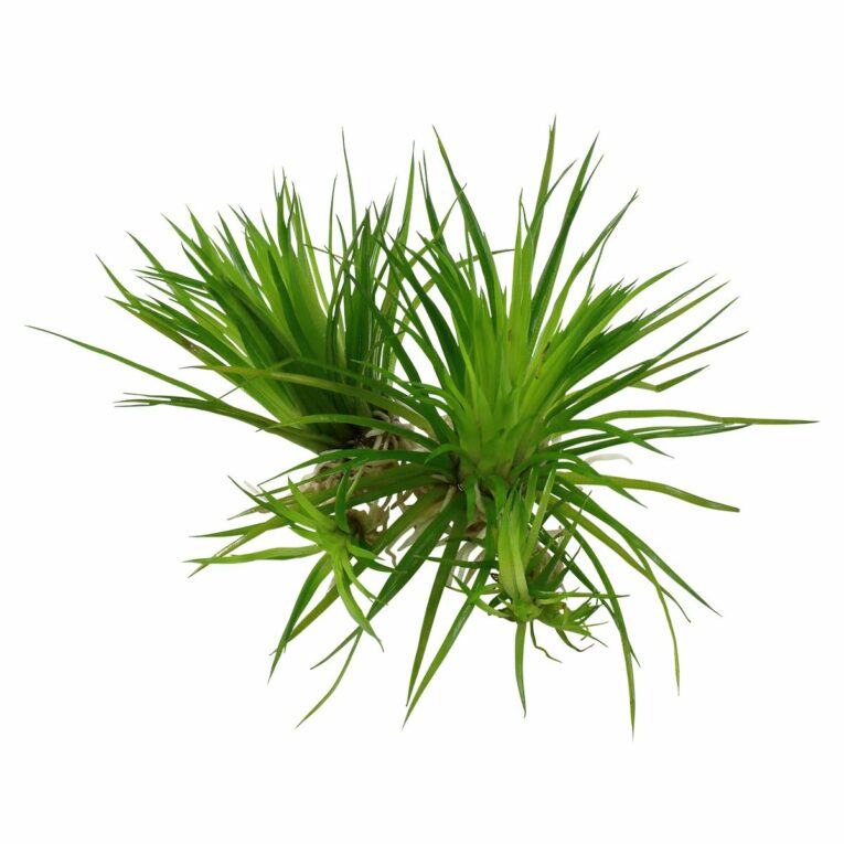 Günstig Tropica Aquariumpflanze Eriocaulon cinereum i mPreisvergleich in unserem Onlineshop auf Hundeliebe-shop.de kaufen.