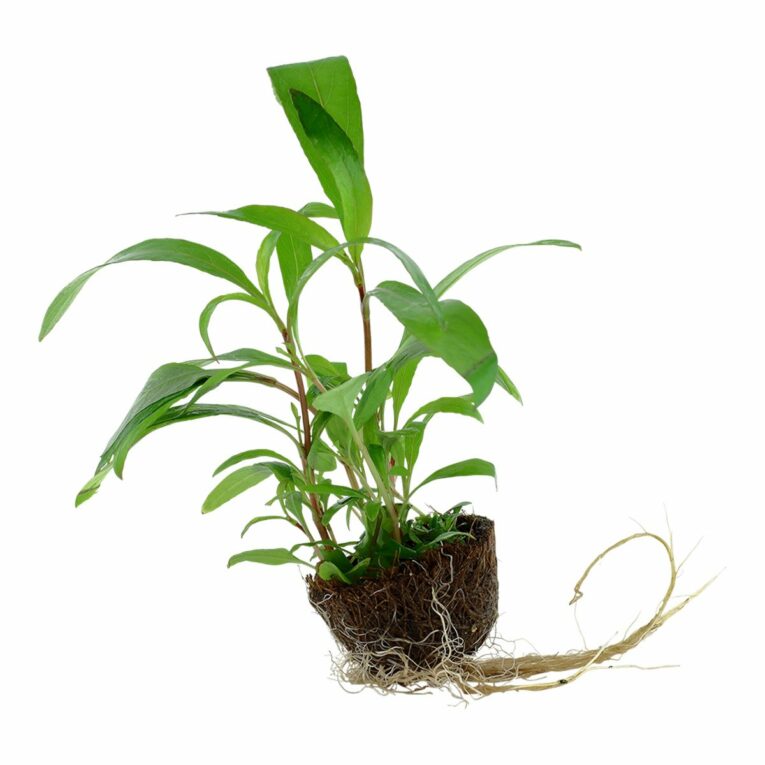 Günstig Tropica Aquariumpflanze Hygrophila corymbosa ‚Siamensis 53B‘ i mPreisvergleich in unserem Onlineshop auf Hundeliebe-shop.de kaufen.