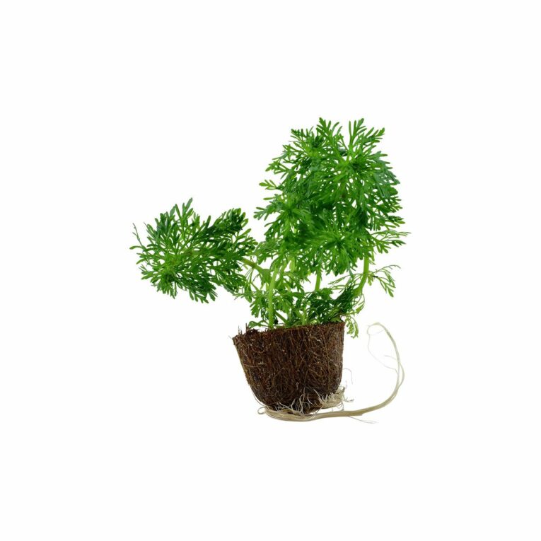 Günstig Tropica Aquariumpflanze Limnophila sessiliflora i mPreisvergleich in unserem Onlineshop auf Hundeliebe-shop.de kaufen.