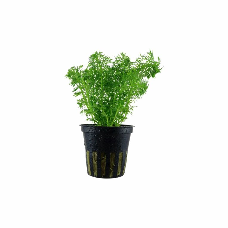 Günstig Tropica Aquariumpflanze Limnophila sessiliflora i mPreisvergleich in unserem Onlineshop auf Hundeliebe-shop.de kaufen.