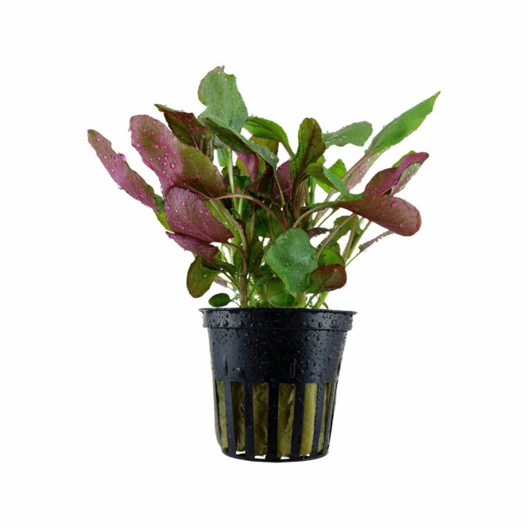 Günstig Tropica Aquariumpflanze Lobelia cardinalis i mPreisvergleich in unserem Onlineshop auf Hundeliebe-shop.de kaufen.