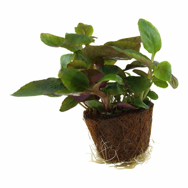 Günstig Tropica Aquariumpflanze Lobelia cardinalis i mPreisvergleich in unserem Onlineshop auf Hundeliebe-shop.de kaufen.