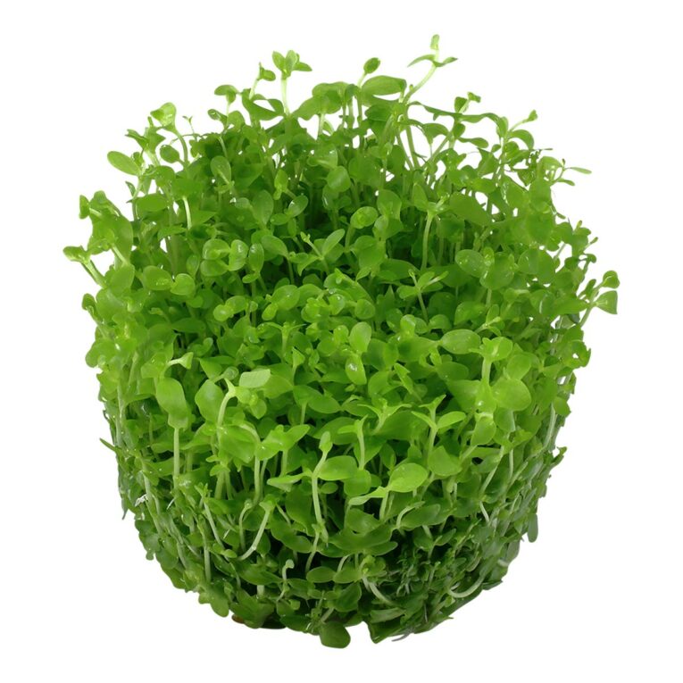 Günstig Tropica Aquariumpflanze Micranthemum tweediei ‚Monte Carlo‘ i mPreisvergleich in unserem Onlineshop auf Hundeliebe-shop.de kaufen.