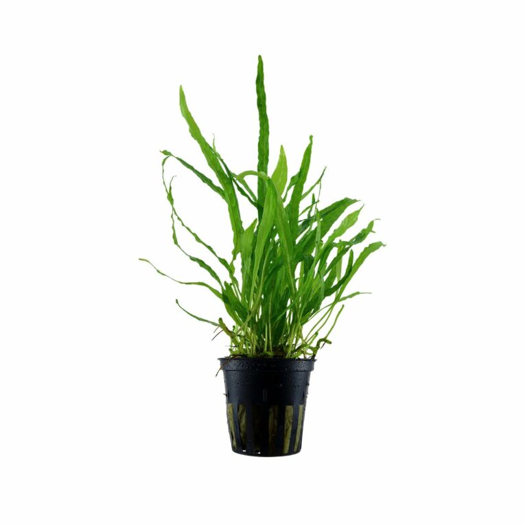 Günstig Tropica Aquariumpflanze Microsorum pteropus ‚Narrow‘ i mPreisvergleich in unserem Onlineshop auf Hundeliebe-shop.de kaufen.