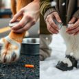 pfotenpflege beim hund im sommer und winter qkg
