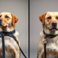 hundegeschirr oder halsband was ist besser skm