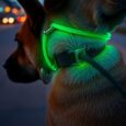 led hundehalsband sinnvoll oder unnotig pxh