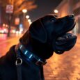 leuchtendes hundehalsband fur spaziergange im dunkeln eew