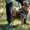 schleppleine fur hunde richtig nutzen dzw