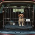 welche hundebox ist wirklich sicher furs auto bgl