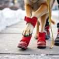 hundeschuhe im winter wann und welche jvp