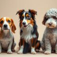 hundeburste fur kurzes langes oder lockiges fell gvb
