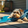 kuhlmatte fur hunde funktion und nutzen lse