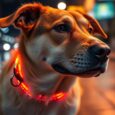 leuchthalsband fur hunde sichtbarkeit im dunkeln opc